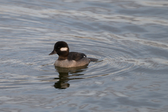 Bucephala albeola