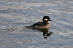 Bucephala albeola