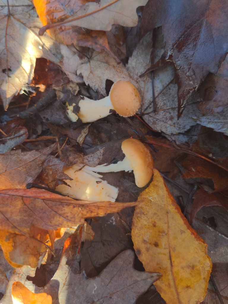 Armillaria gallica
