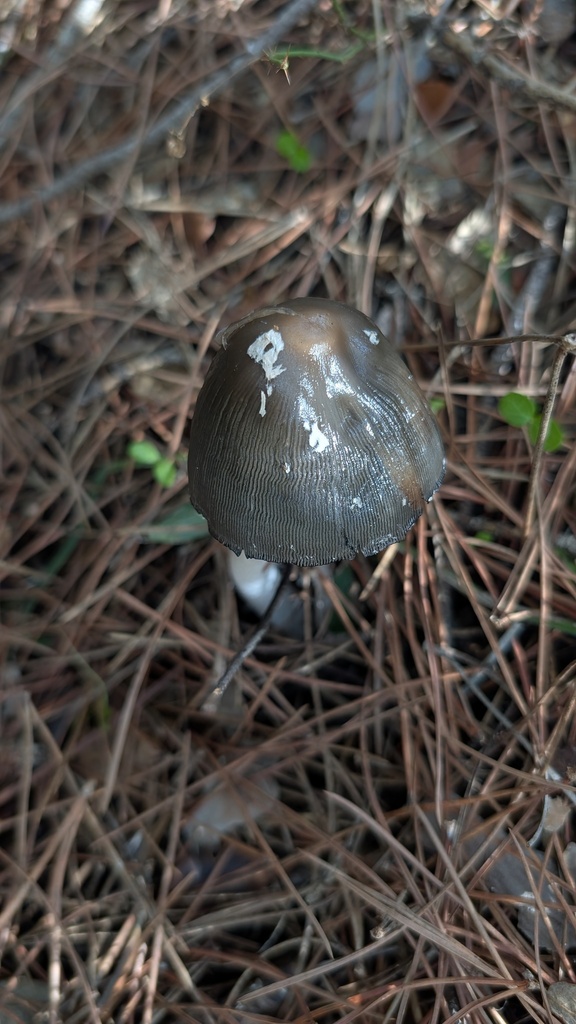 Coprinopsis picacea · November 2025 · photo: © amonsalvesr (iNaturalist, cc-by)