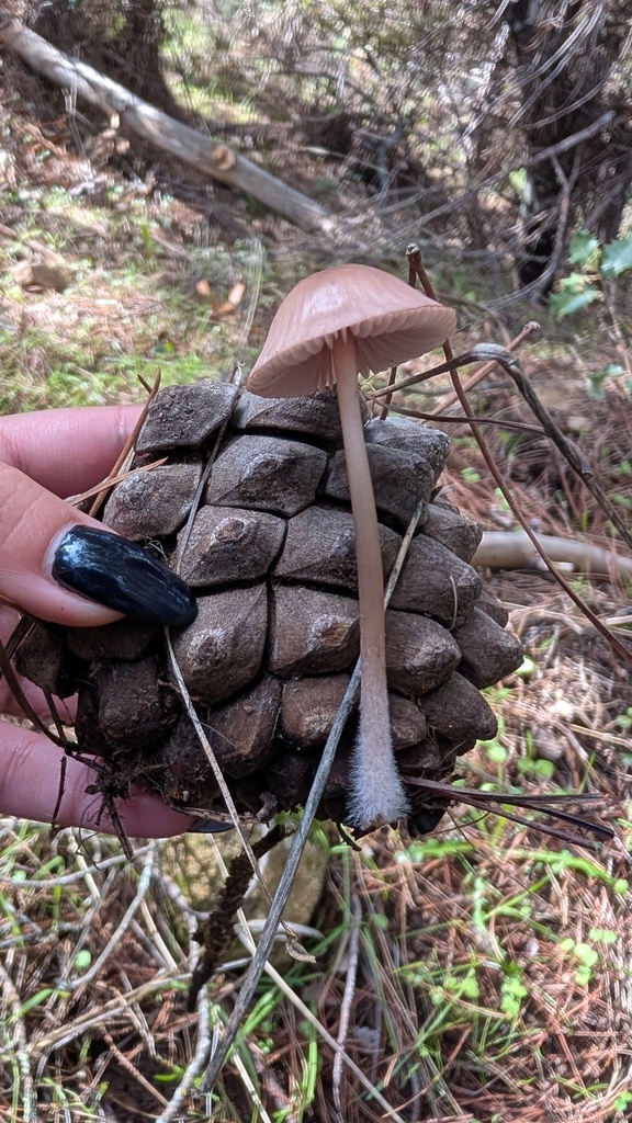 Mycena seynii
