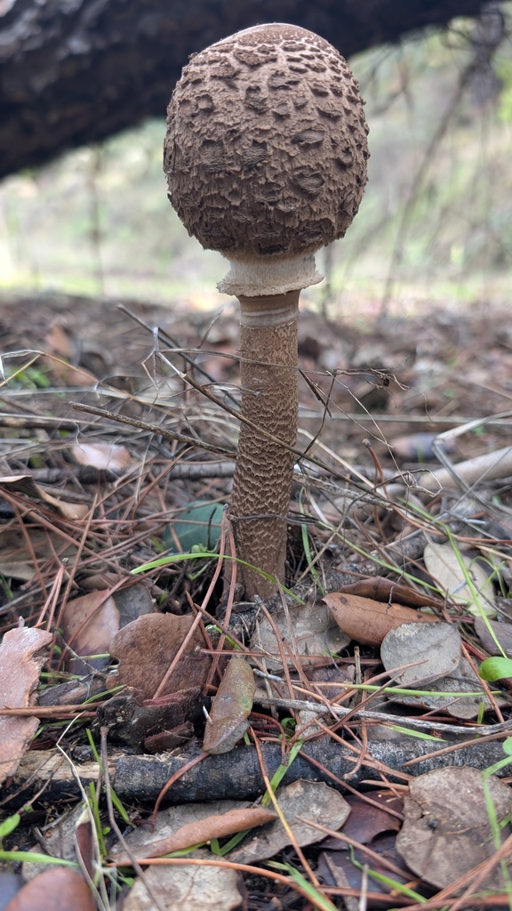 Macrolepiota procera · November 2025 · photo: © amonsalvesr (iNaturalist, cc-by)