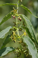 Vincetoxicum intermedium