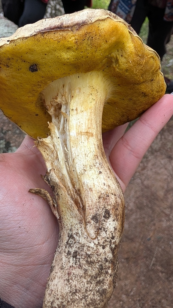 Hemileccinum impolitum · November 2025 · photo: © amonsalvesr (iNaturalist, cc-by)