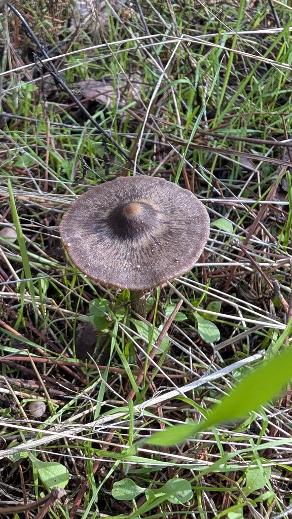 Entoloma sericeum · November 2025 · photo: © amonsalvesr (iNaturalist, cc-by)