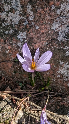 Saffron Crocus (Crocus sativus)