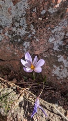 (c) Andrea Monsalve, some rights reserved (CC BY) Crocus sativus, photograph (c) Andrea Monsalve, some rights reserved (CC BY)