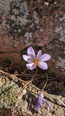 (c) Andrea Monsalve, some rights reserved (CC BY) Crocus sativus, photograph (c) Andrea Monsalve, some rights reserved (CC BY)