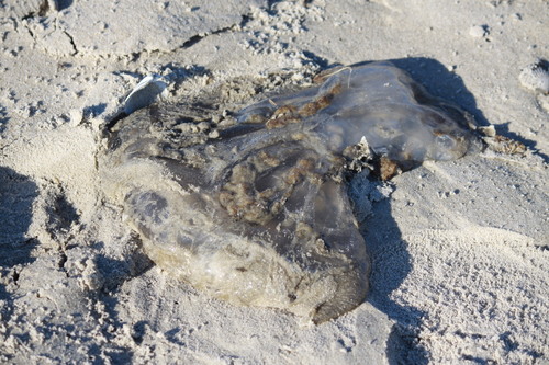Cannonball Jelly photographed in Virginia