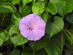 Ipomoea crinicalyx