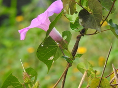 Ipomoea crinicalyx