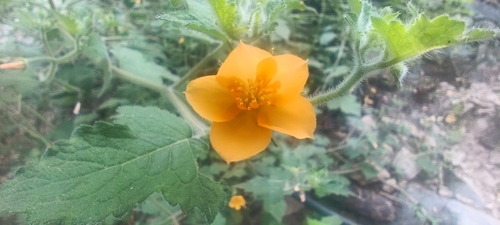 tropical blazingstar (Mentzelia aspera)