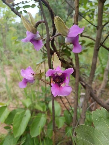 Hooded Harlequin