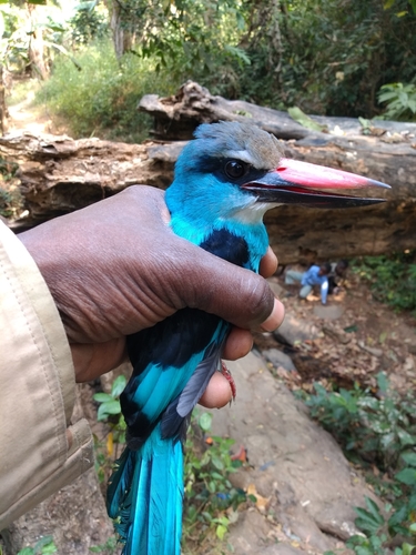 Blue-breasted Kingfisher