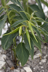 Vincetoxicum intermedium