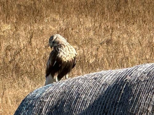 Rough-legged Hawk