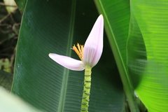 Musa ornata