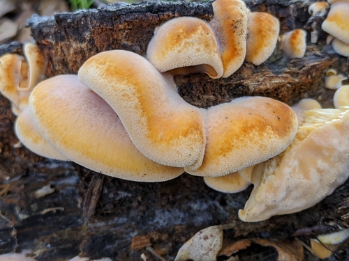 Stinking Orange Oyster (Phyllotopsis nidulans)