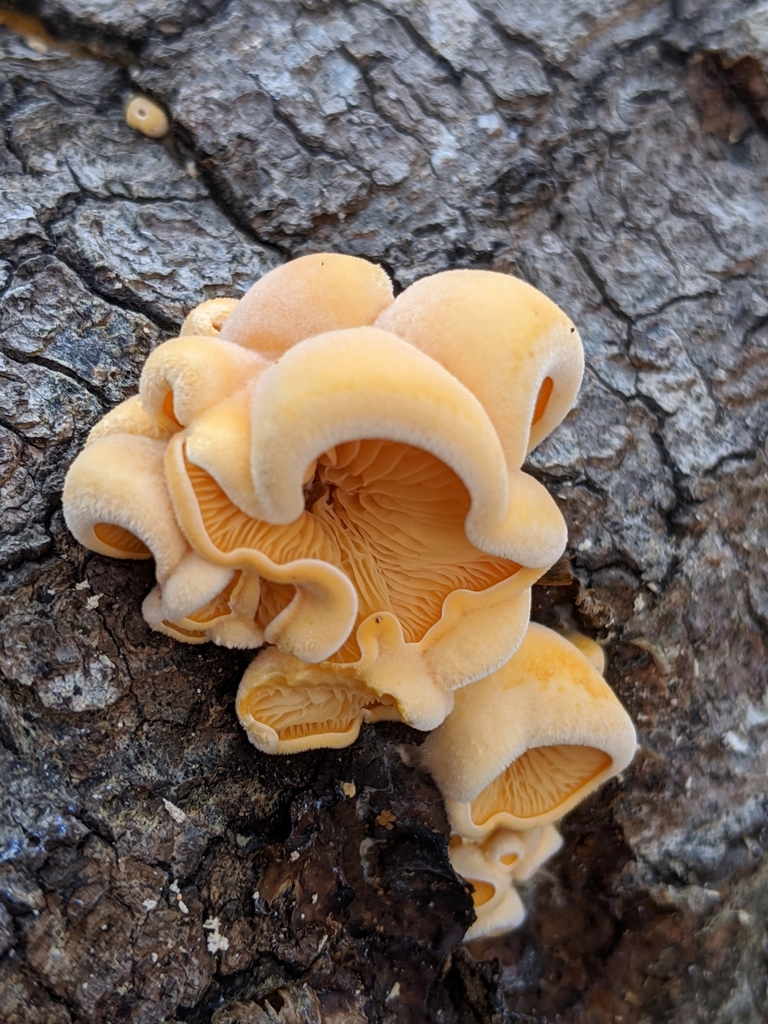 Phyllotopsidaceae
