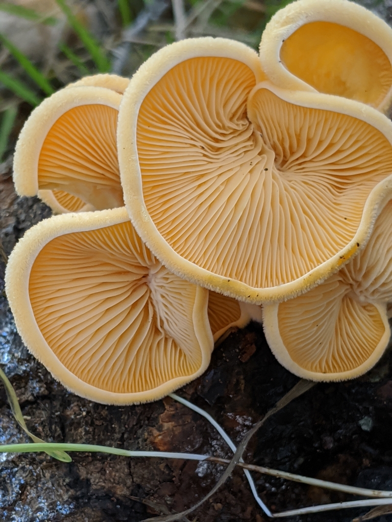 Phyllotopsis
