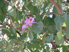Bauhinia variegata