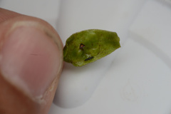 Klambothrips myopori