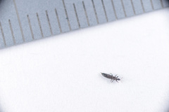 Klambothrips myopori