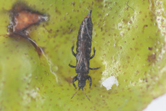 Klambothrips myopori
