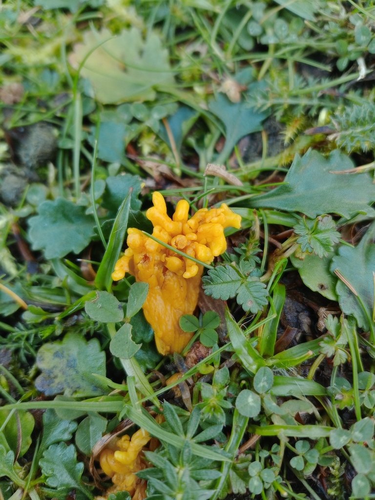 Clavulinopsis corniculata · November 2025 · photo: © zekemarshall (iNaturalist, cc-by)