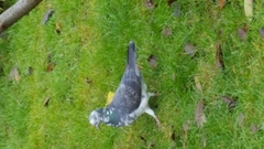 Columba livia domestica