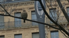 Passer domesticus
