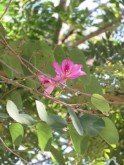 Bauhinia variegata