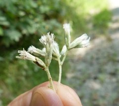 Eupatorium sessilifolium