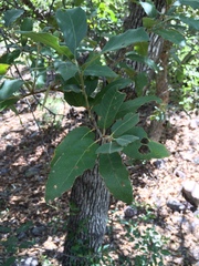 Quercus oblongifolia