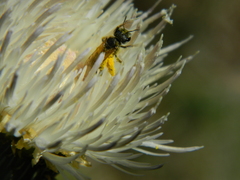 Cirsium brevifolium