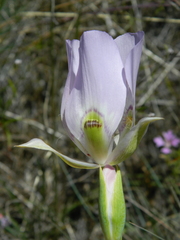 Calochortus nitidus