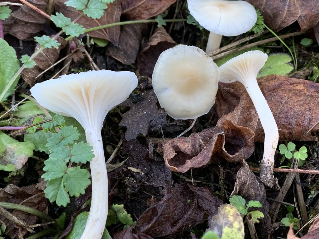 Cuphophyllus virgineus · November 2025 · photo: © manuela9012 (iNaturalist, cc-by)