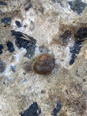 Xerarionta intercisa