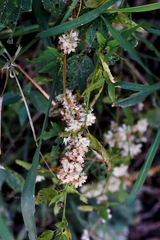 Cuscuta indecora