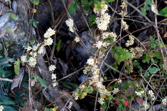 Cuscuta indecora