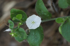 Evolvulus prostratus