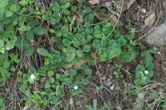 Evolvulus prostratus