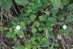 Evolvulus prostratus
