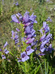 Penstemon venustus