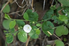 Evolvulus prostratus