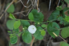 Evolvulus prostratus