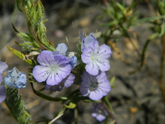 Phacelia linearis