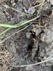 Pheidole clementensis