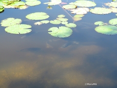 Oreochromis mossambicus