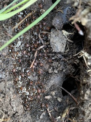Pheidole clementensis